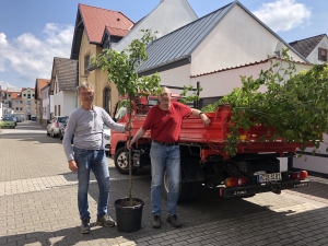 Harald Feck und Hans Löffert bei der Verteilung der Obstbäume